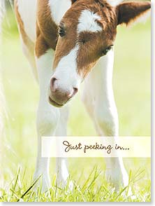 Little horse peeking