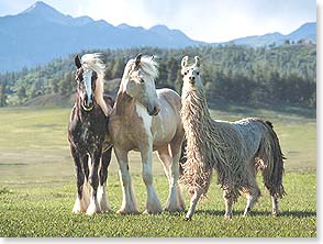 Pair of horses and a llama