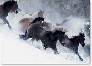 Horses running through snow