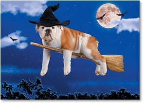 Flying by with Birthday wishes and a Halloween hello. - 1_2003482-P | Leanin' Tree