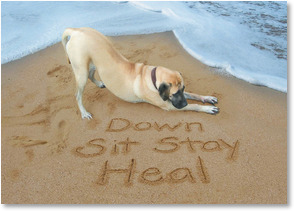 Dog Down Sit Stay Heal