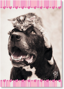 Cat sleeping on dogs head