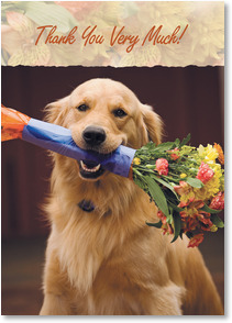 Golden retriever with flower bouquet in mouth