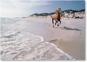 Horse running on beach and ocean