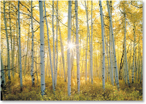 Sunlight through aspen trees