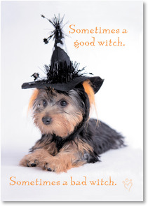 Dog in witch hat 