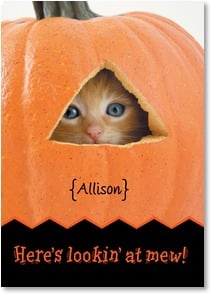 Cat peeking out of pumpkin