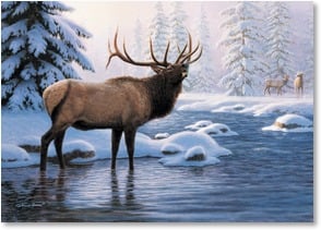 Elk bugling standing in river