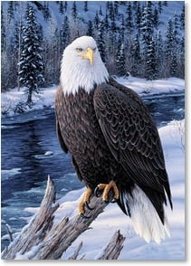 Eagle perched on branch by river