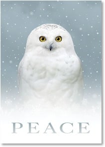 White owl in snow