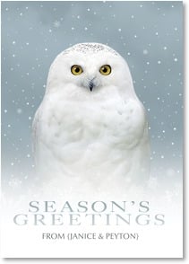 White owl in snow