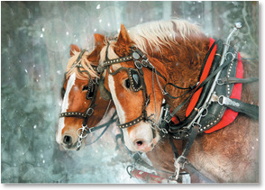 Draft horses in snow