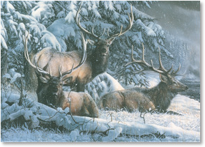 Elk in snow