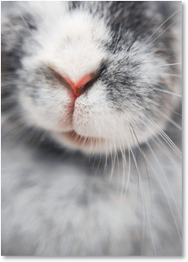 Close up photo of rabbit nose