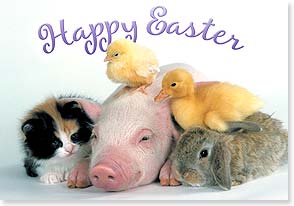 Two ducks cat pig bunny