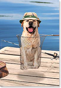 Dog in fishing net with hat