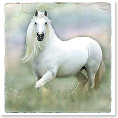 White horse stands in flower field