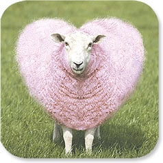 Sheep who has heart shaped pink wool