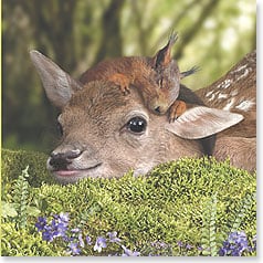 Squirrel sleeping on fawn's head