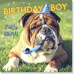 BULL DOG WITH NOISE MAKER & PARTY HAT
