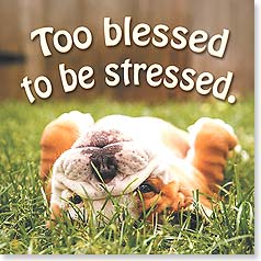 Bulldog lying on back in the grass
