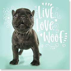 FRENCH BULLDOG ON PALE BLUE BACKGROUND