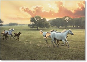 Sunset Gallop with Friends - 2_2001897-P | Leanin' Tree