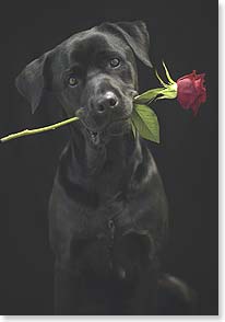 Photo of black Labrador dog with rose in mouth