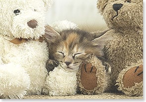 Kitten sleeps between two teddy bear
