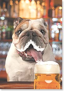 Bull dog sticking tongue in beer