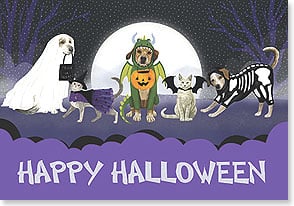 Group of dogs and cats dressed up