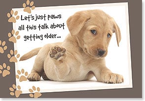 Labrador puppy holding up paw