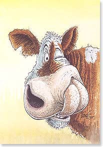 Cow licking nostril with one eye shut