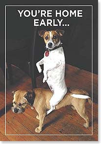 Jack Russell dog riding other dog