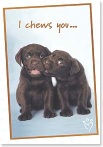 Two chocolate labrador puppies