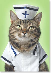 Cat dressed in nurse's uniform