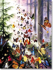 Butterflies in the Woods