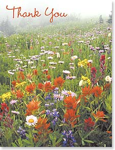 Misty field of flowers