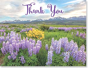 Meadow of wildflowers with mountains in background