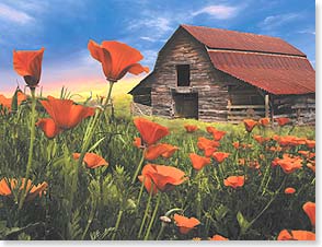 Rustic barn with orange poppies in foreground.