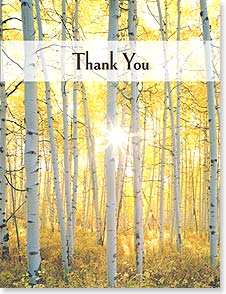 sun shines through a forest of aspen trees with the words 'thank you' overlaid