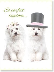 Two puppies dressed as bride & groom