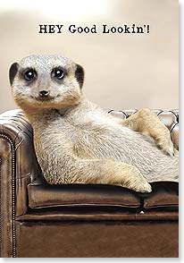 a wide-eyed meercat lounging on a leather couch