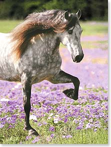 Horse running in purple flowers