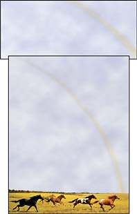 5 horses run/golden field/rainbow