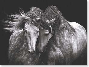Fine art photo of two horses