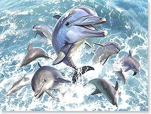 Dolphins jumping out of ocean