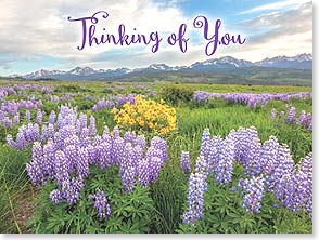 Photo of wildflowers in mountain meadow