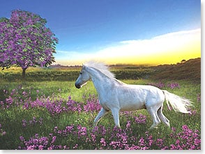 White horse in field of purple flowers