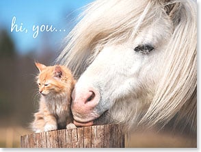 WHITE PONY NUZZLING KITTEN